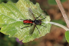 Cylindromyia bicolor