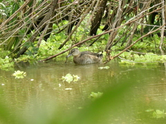 Heteronetta atricapilla