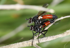 Cylindromyia brassicaria