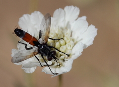 Cylindromyia intermedia