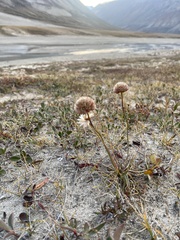 Armeria maritima sibirica