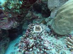 Podabacia sinai