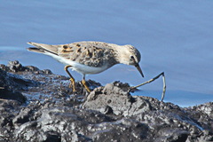 Calidris temminckii