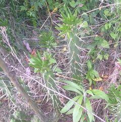 Austrocylindropuntia subulata