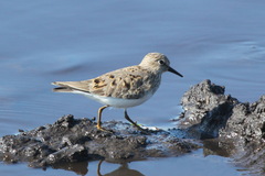 Calidris temminckii