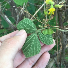 Rhynchosia volubilis