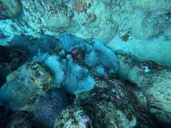 Botryllus