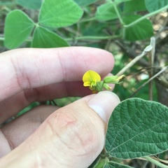 Rhynchosia volubilis