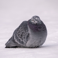 Columba livia domestica
