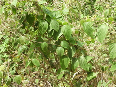 Stigmaphyllon bonariense