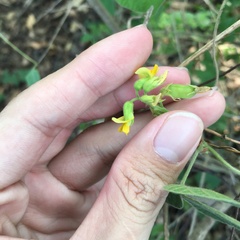 Rhynchosia volubilis