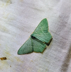 Pelagodes antiquadraria