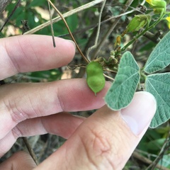 Rhynchosia volubilis