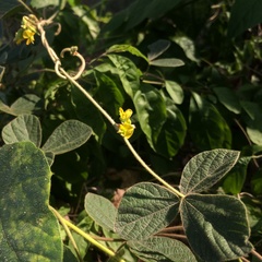 Rhynchosia volubilis