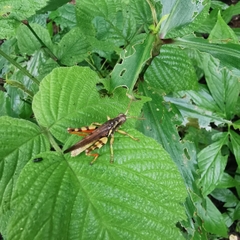 Xenocatantops brachycerus