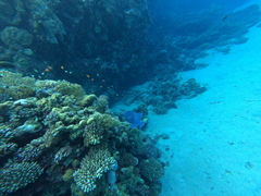 Pseudobalistes fuscus