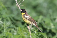 Emberiza aureola