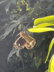 Euploea core corinna