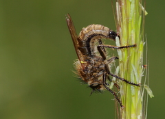 Dysmachus praemorsus