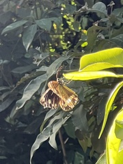 Euploea core corinna