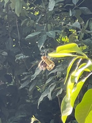 Euploea core corinna