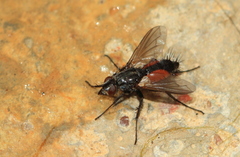 Eriothrix rufomaculata