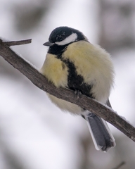 Parus major