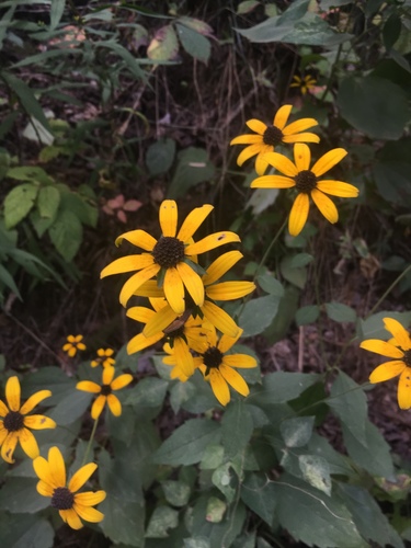 Rudbeckia fulgida var. umbrosa