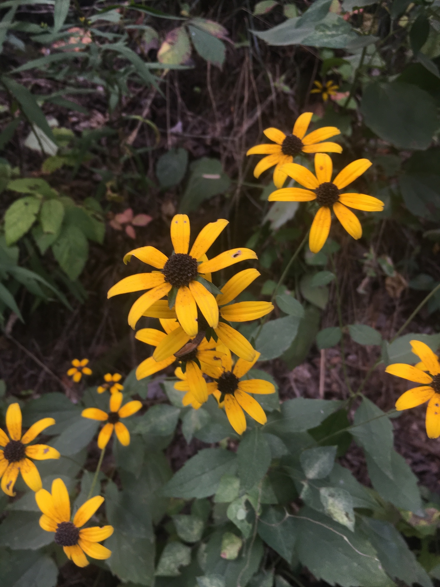 Rudbeckia fulgida var. umbrosa