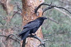 Corvus corax