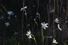 Narcissus deficiens
