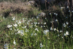 Narcissus deficiens