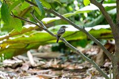 Ficedula zanthopygia