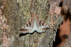 Phrataria replicataria