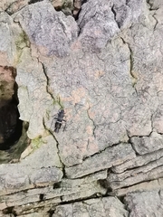 Tuxenella