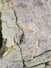 Tuxenella
