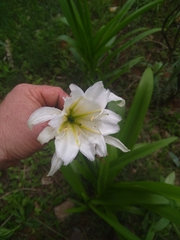 Hymenocallis coronaria