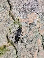Tuxenella
