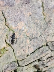 Tuxenella