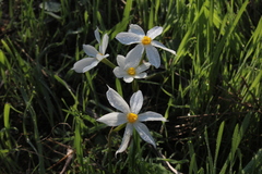 Narcissus deficiens