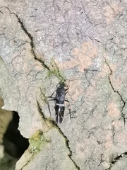 Tuxenella