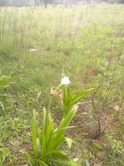 Hymenocallis coronaria
