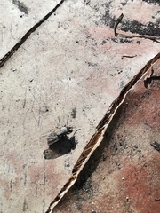 Muscidae