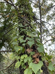 Hedera helix