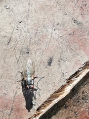 Muscidae