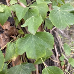 Hedera helix