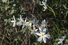 Narcissus deficiens