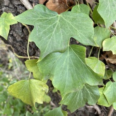 Hedera helix