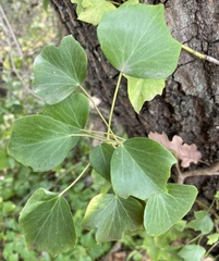Hedera helix
