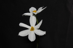 Narcissus deficiens
